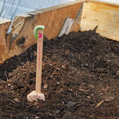 Plantable Wildflower Seed Pop Gift | Modern Sprout